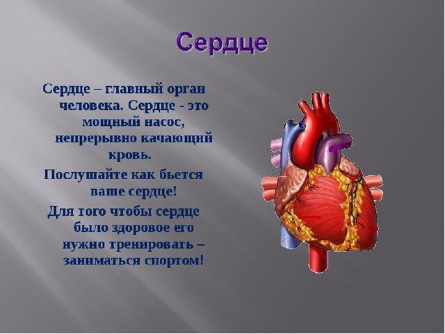 Проект про сердце 2 класс 20 фактов о человеческом сердце
