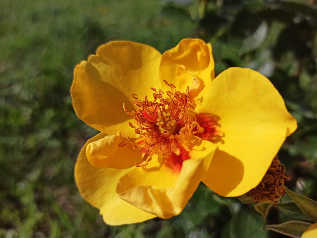 Роза Айконик. Цветки у нее простые, как у шиповника, но очень интересной окраски. Фото: Алексей Володихин