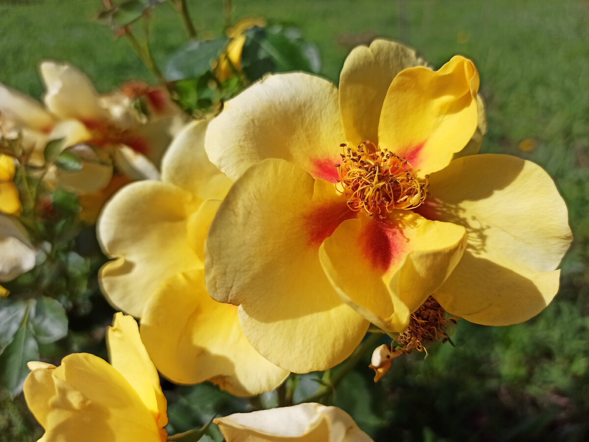 Роза Айконик. Здесь хорошо видны красные пятна в основании лепестков, они фактически образуют звезду. Фото: Алексей Володихин