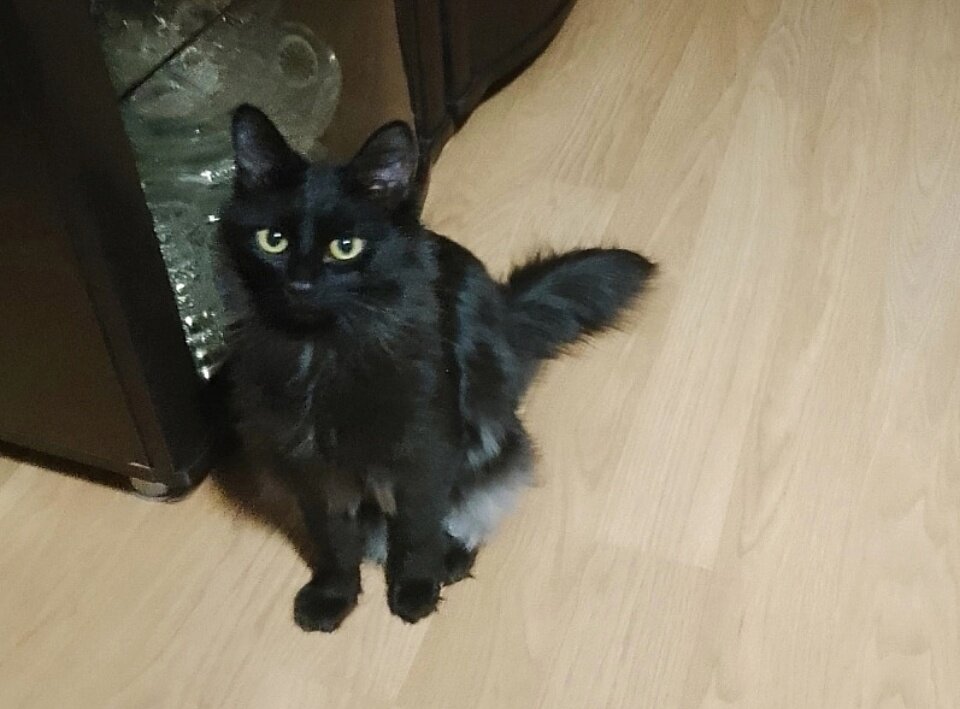 Маврик -особый везунчик. Его мы пристроили прямо с улицы