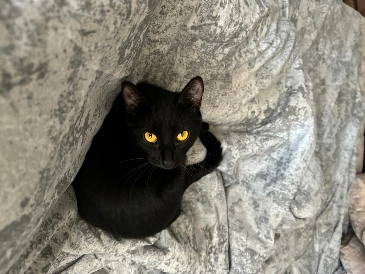 Глашу взяли, чтобы Тигруля не скучал в одиночестве.  Первое время кошечке пришлось прятаться от потенциального друга.