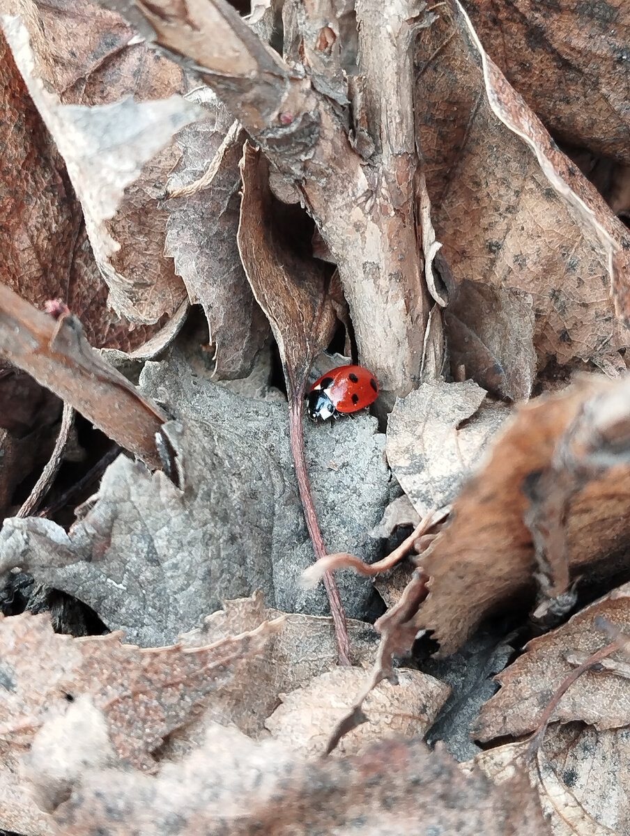 Божья коровка 🐞