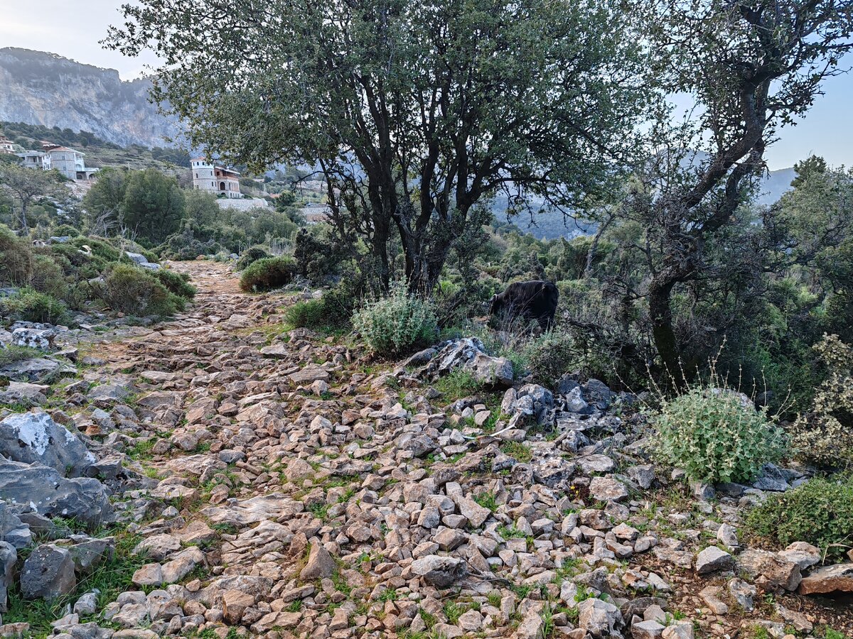 Местные обитатели