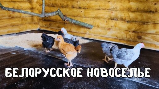 БЕЛОРУССКИЙ НЕТИПИЧНЫЙ ХУТОР. Новоселье птицы в новый курятник. Открываем сезон полевой кухни!