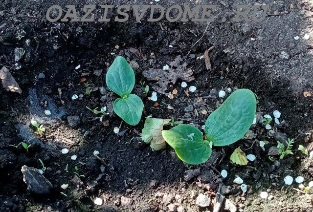 На фото всходы огурцов на грядке.