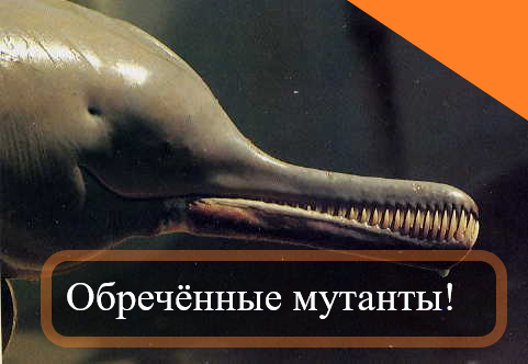 Шутка. На деле это не сильно-то и обречённый речной дельфин. И он не мутировал, а наоборот - недоэволюционировал