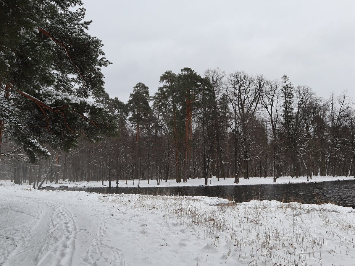 Александрийский парк. Пруд Куринка. 