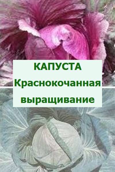 краснокочанная капуста