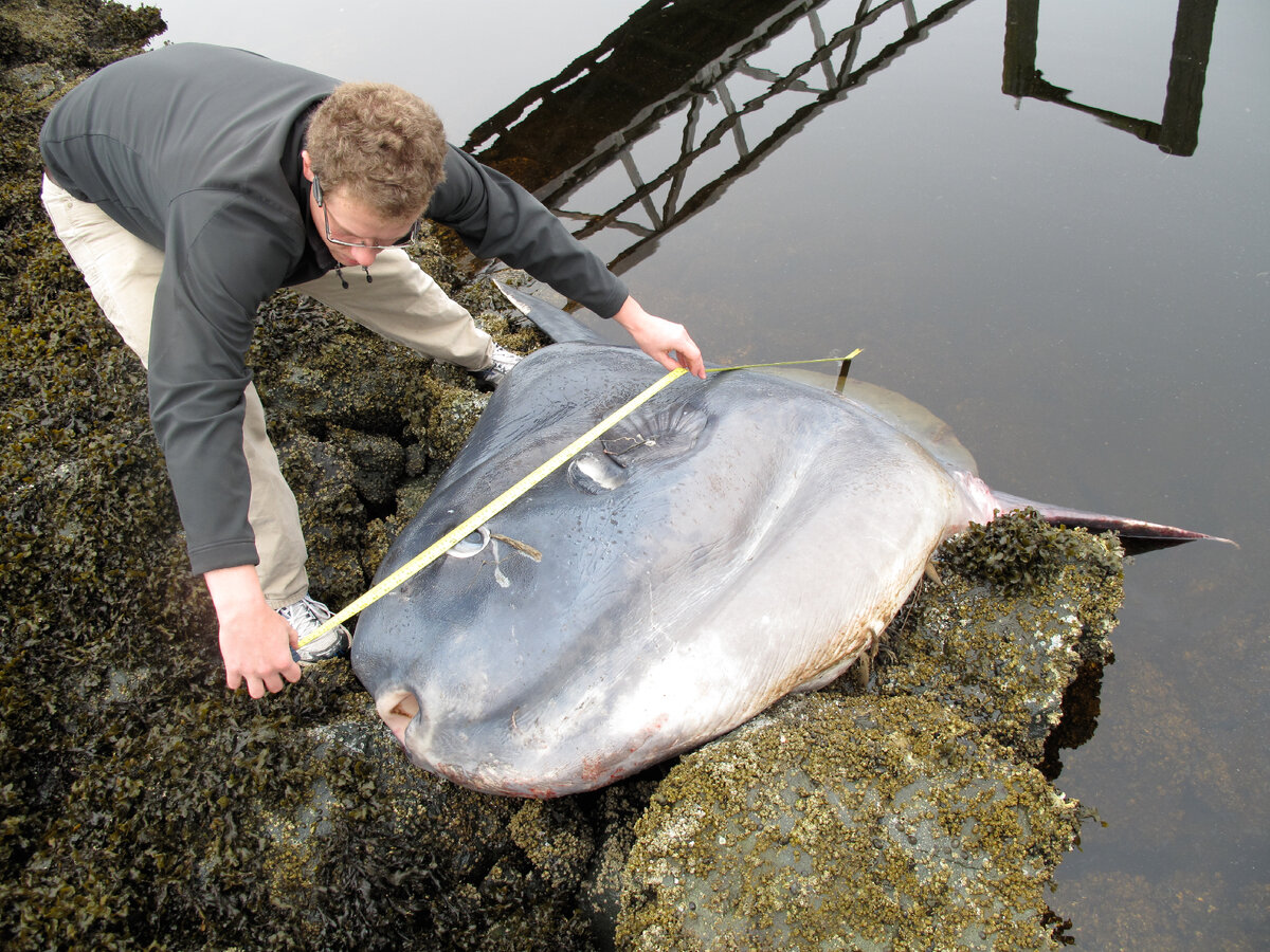Изображение взято из открытых источников
