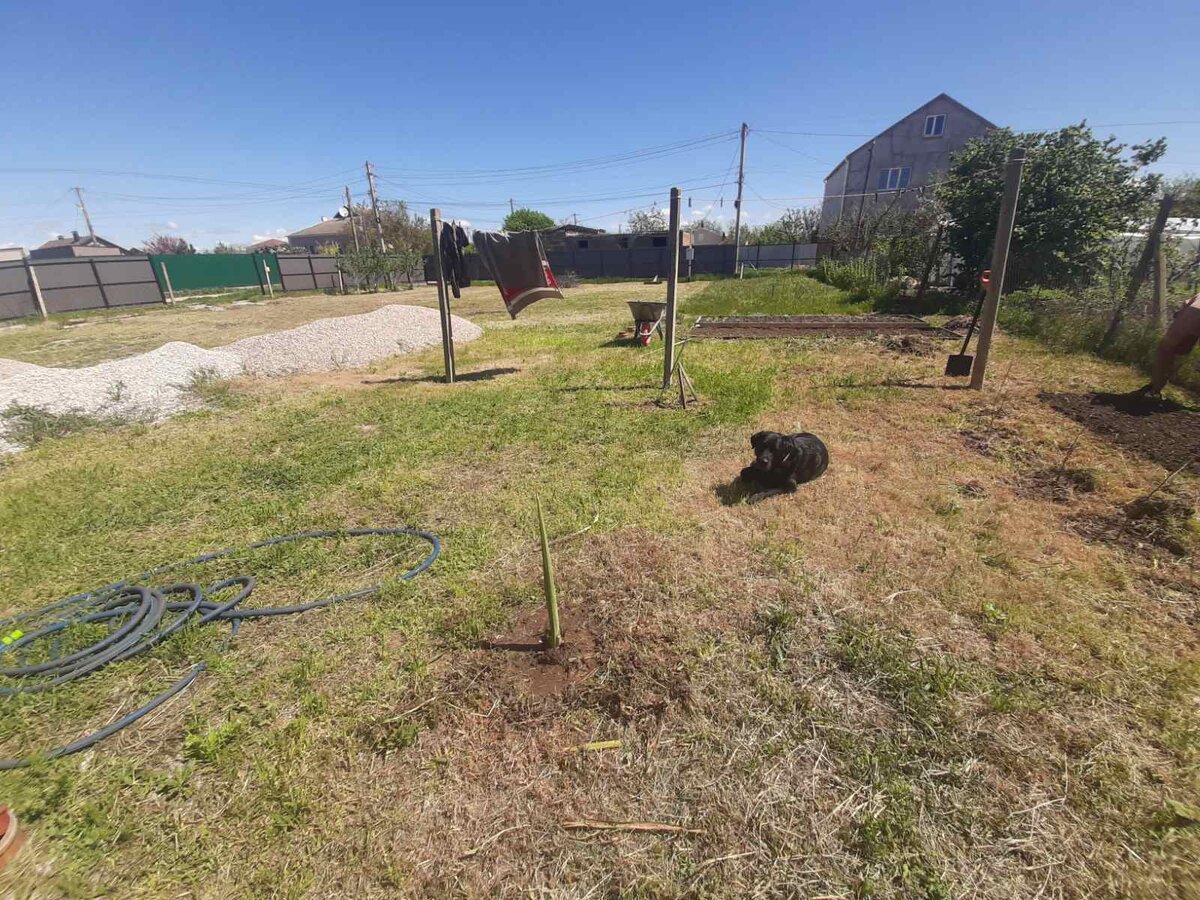 Две грядки впереди и одна сбоку на участке. Тайсон их охраняет.