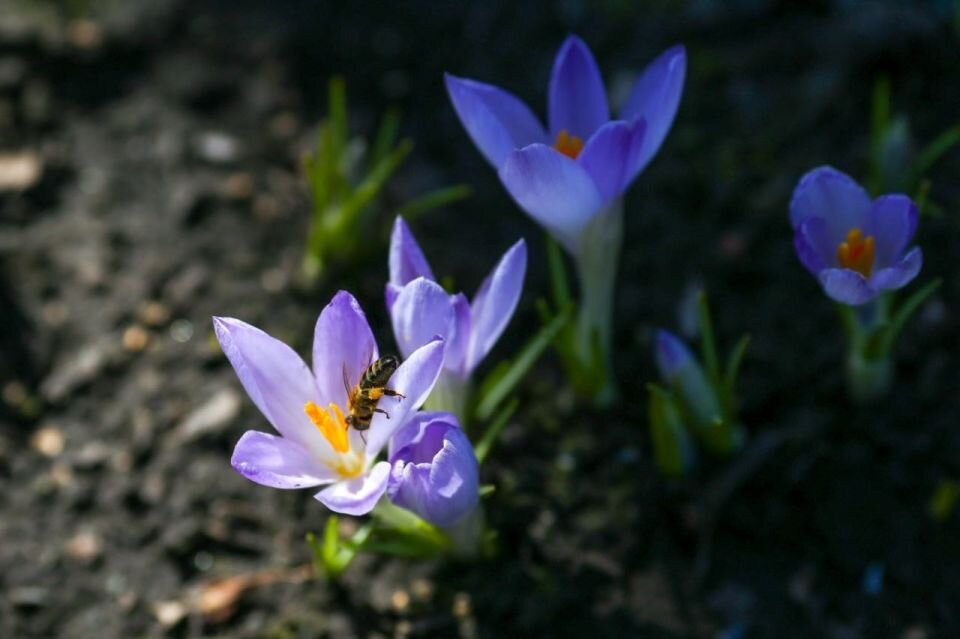    Крокусы. Источник: t.me/zoo22ru