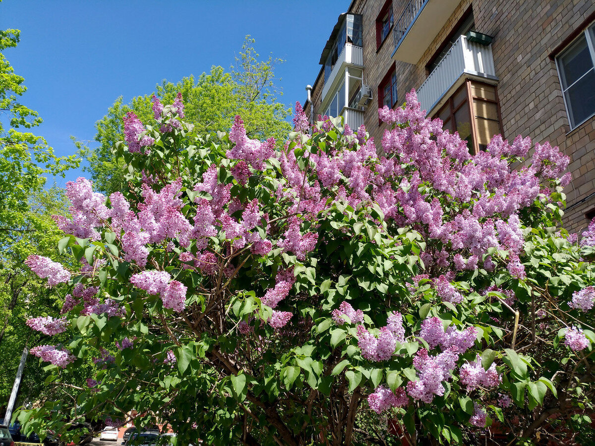 Яндекс. Картинки