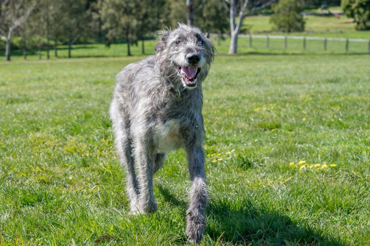 7 пород собак, которые могут противостоять и победить волка | Dog Breeds |  Дзен