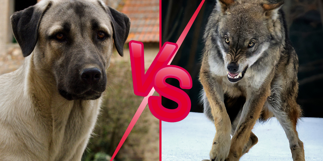 7 пород собак, которые могут противостоять и победить волка