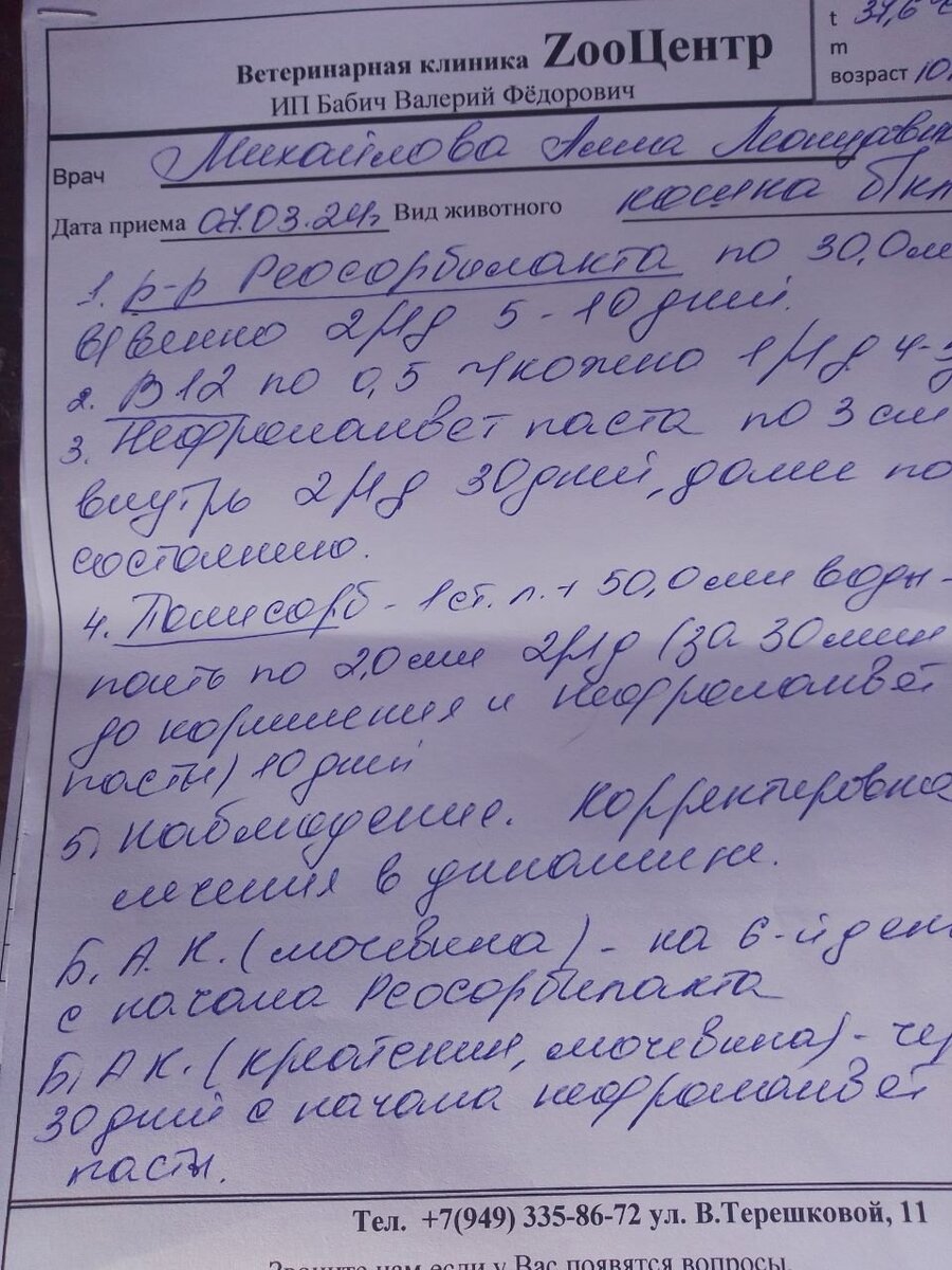 Как свести концы с концами: волонтёр о тяжёлом положении в приюте | Блог  #Мими_кися | Дзен