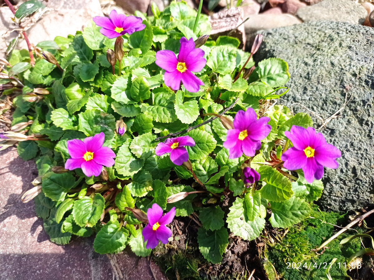 примула-старушка