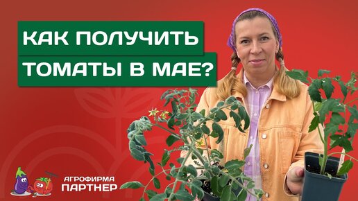 СОБИРАЕМ СУПЕРРАННИЙ УРОЖАЙ ВКУСНЫХ ТОМАТОВ