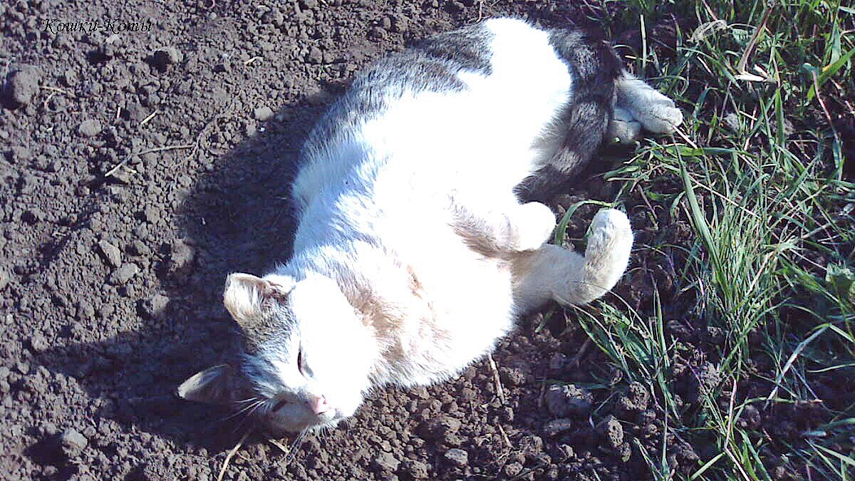 В День Земли будьте ближе к земле, коты покажут, как. 