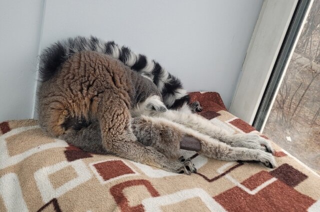 А вы видели, как спит лемур? Фото: АиФ - Тюмень/ Екатерина Скудина