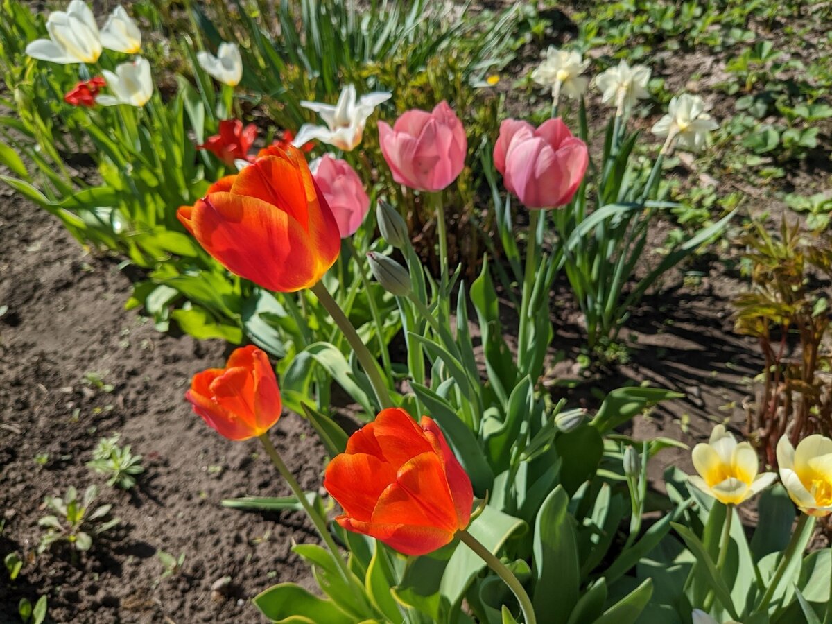 Либо оранжевый, либо розовый