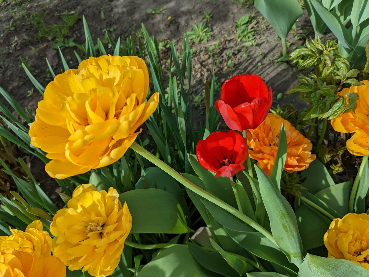 Спустя два года после выкопки и высадки в другое место сада пропущенные "детки" достигли "половозрелости" и зацвели не там, где надо