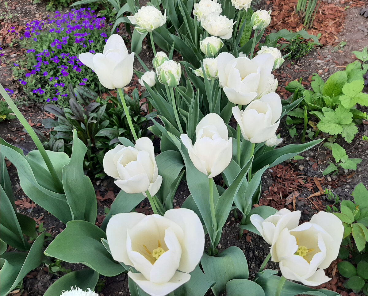 Калгари (Calgary)
