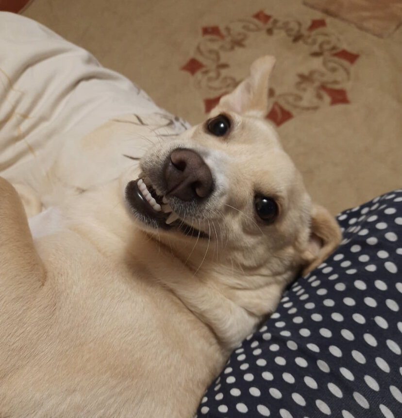 Белочка спустя год 