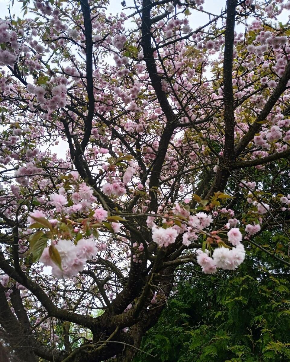 Сакура в Ботаническом саду, Минск