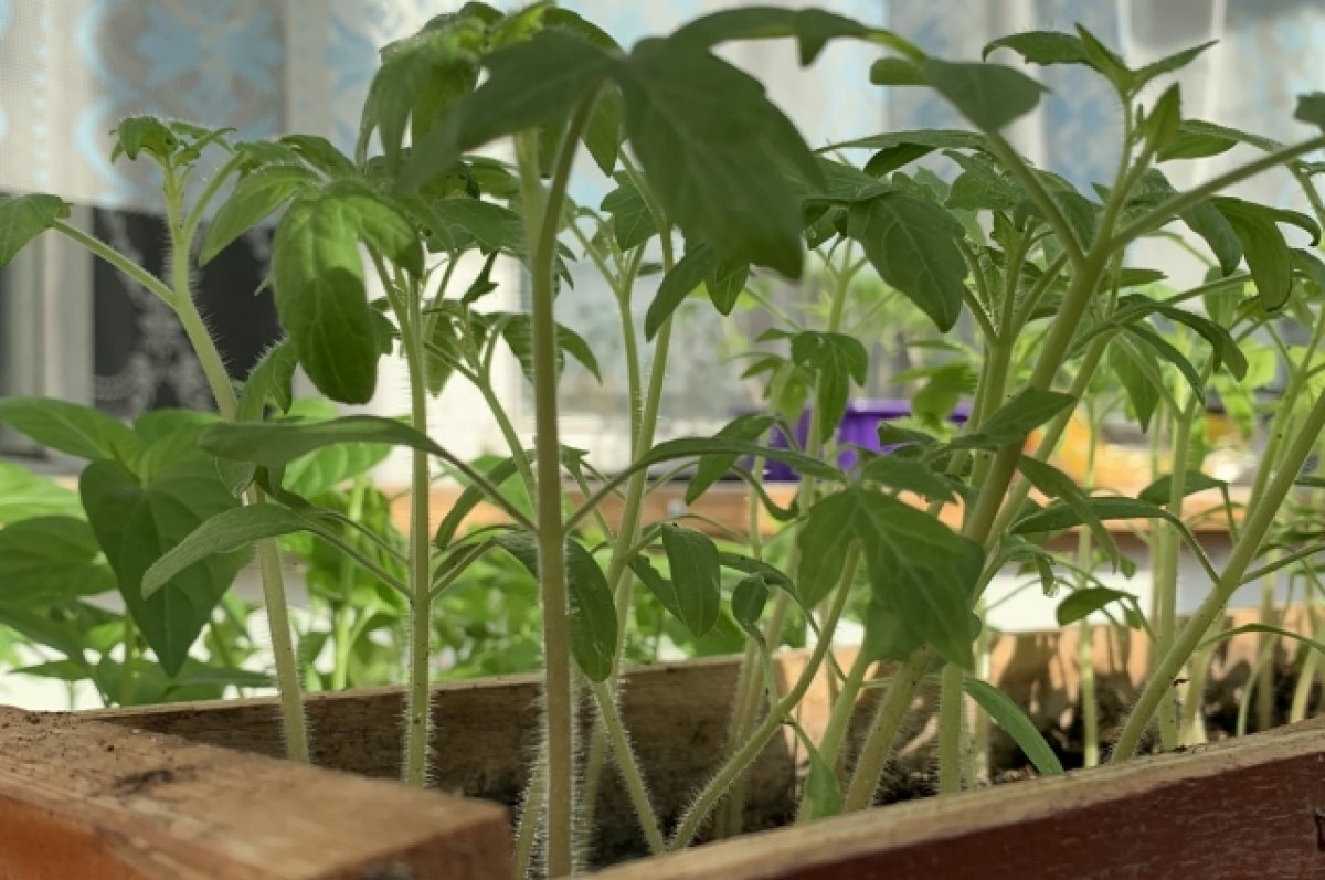    Дачникам назвали сроки для высадки рассады в Новосибирске