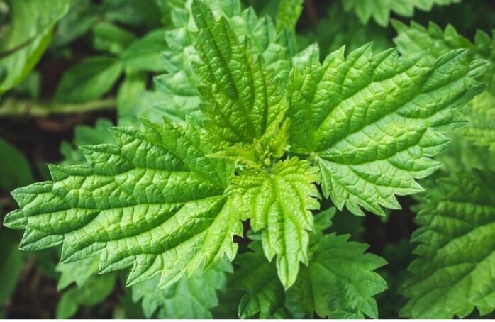 Магия Таро и Трав