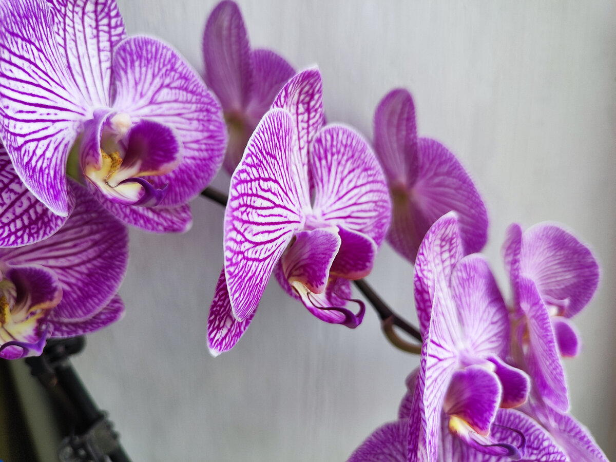 моя орхидея