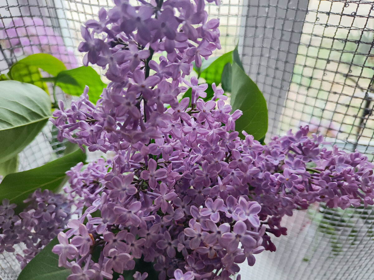 в Крыму цветет сирень