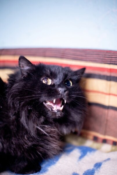 Благотворительный Фонд "Белый Бим" г. Кострома