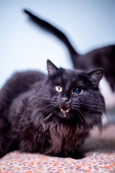 Благотворительный Фонд "Белый Бим" г. Кострома