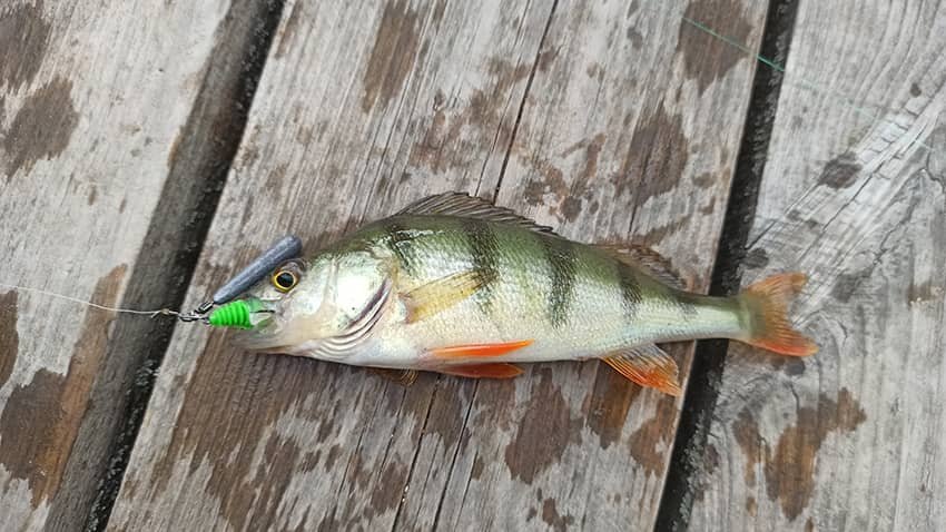 Посленерестовый окунь на Москве-реке 