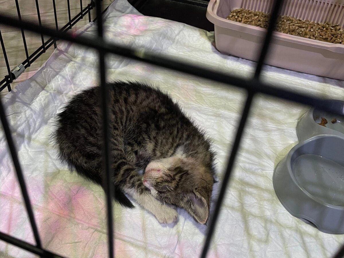 Машер на передержке 