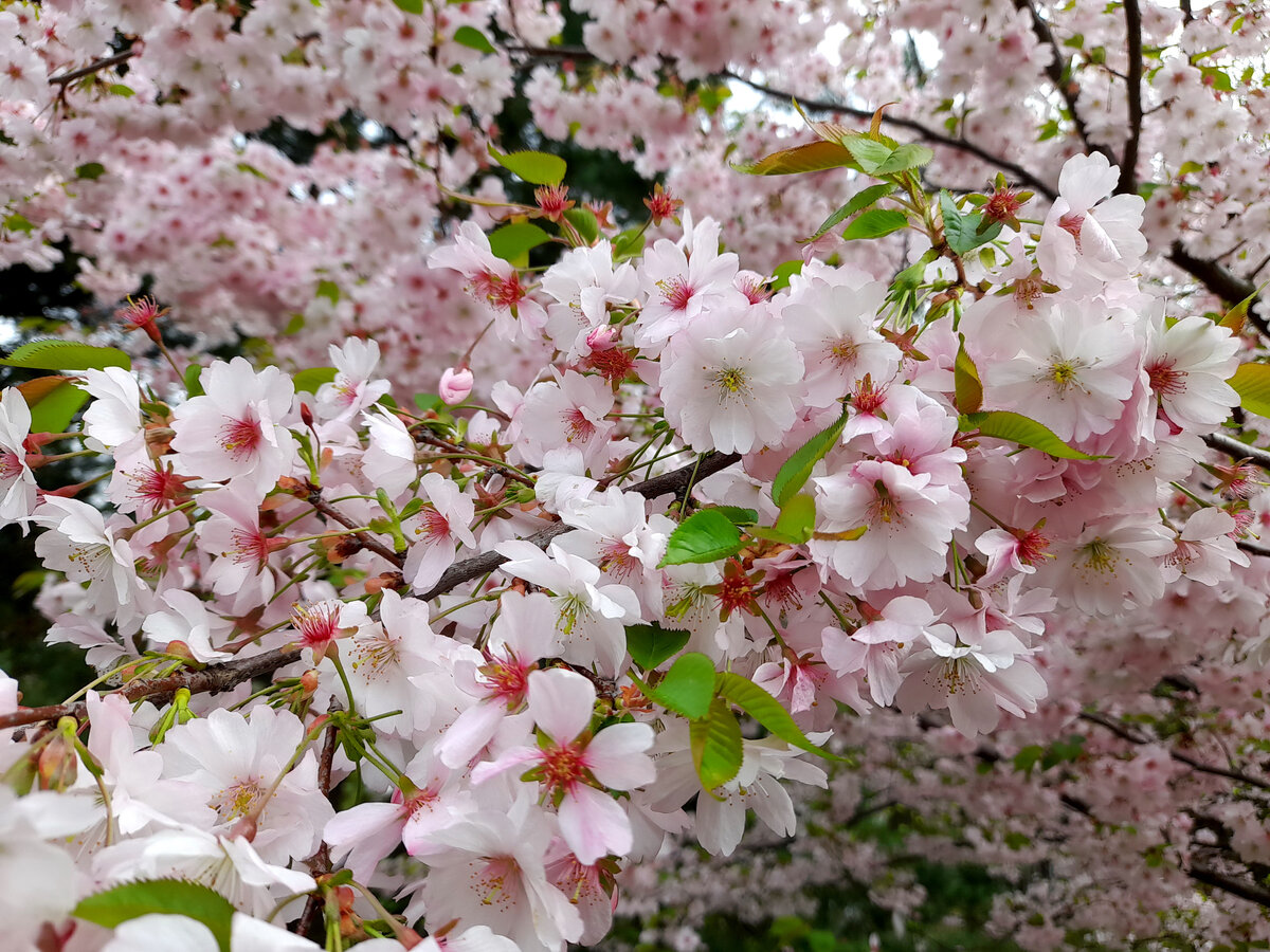 Сакура. Фото автора