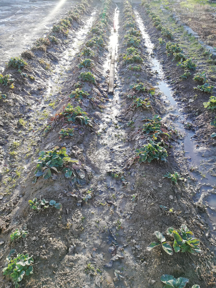 Обработала только крайнюю грядку, к ней подход есть.