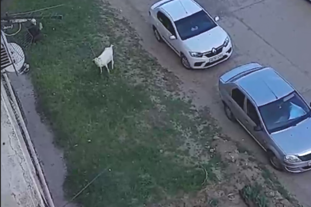    Волгоградцы сняли на видео покинутую хозяином козу