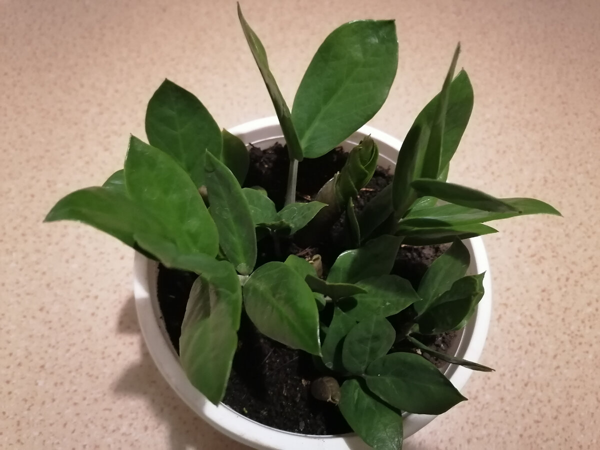 Замиакулькас