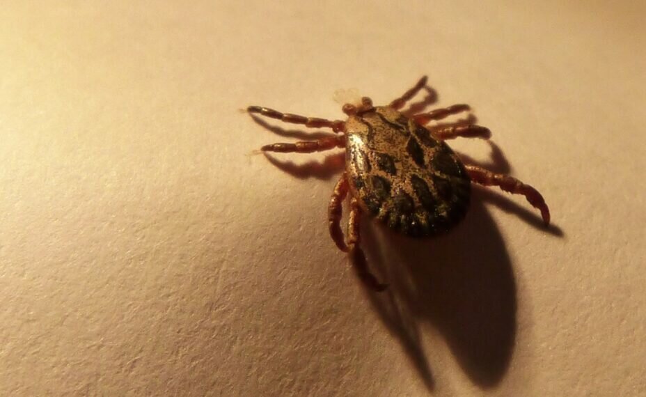    Для удаления клеща рекомендуют использовать пинцет. Фото: pxhere.com