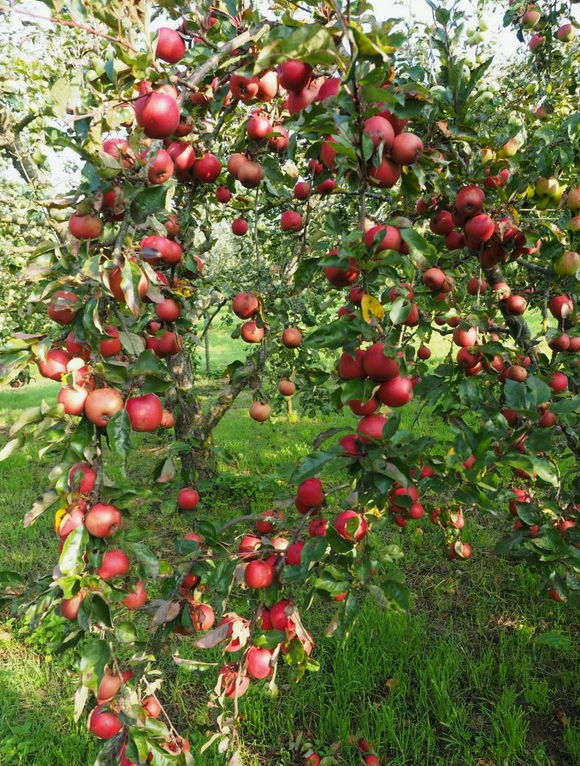 Много яблонь на дереве