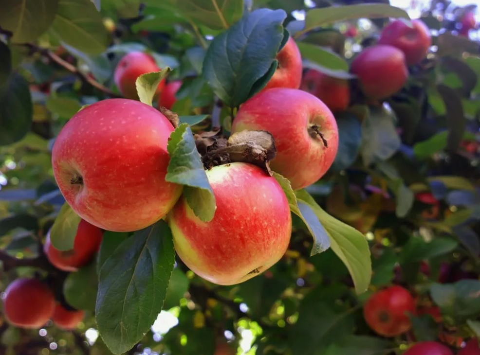 Яблоки на дереве