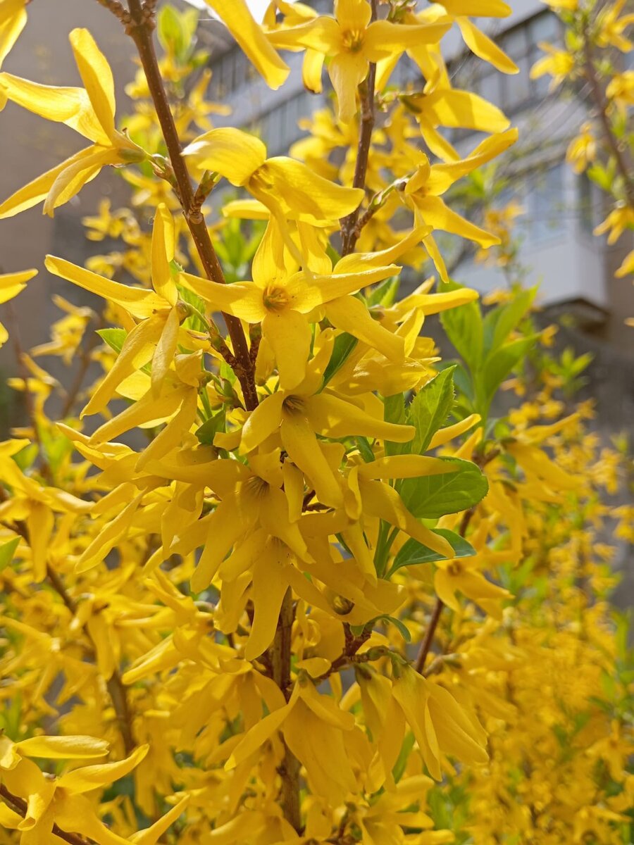 Фото автора. Форзиция.