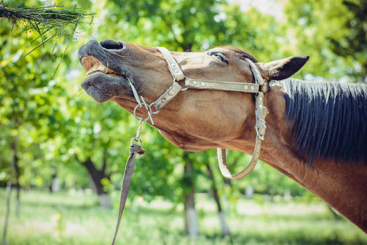 Посвящается самой лучшей лошадке🐎❤️ | Из жизни собачника🐶 и конника🐎 |  Дзен