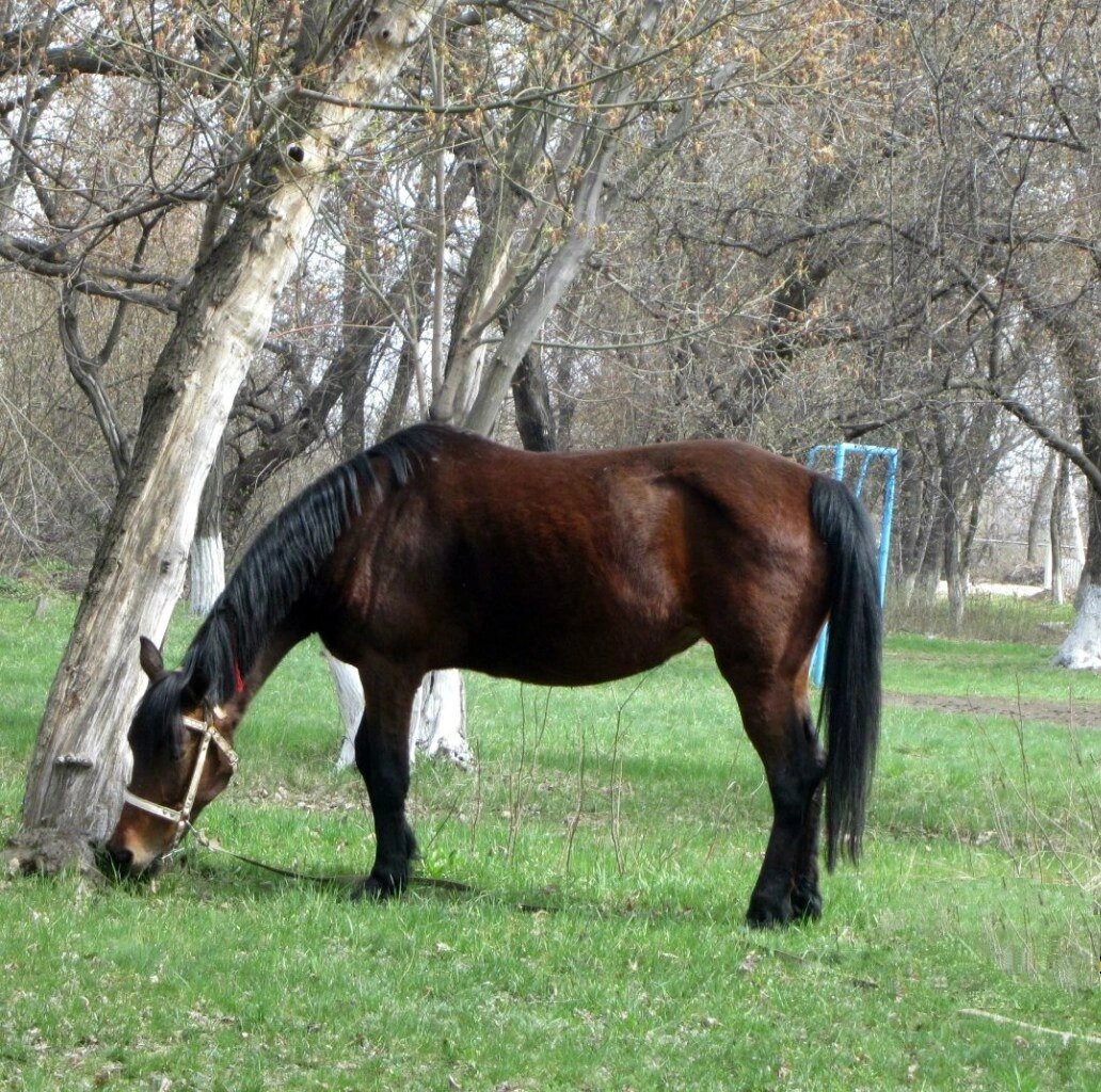 Посвящается самой лучшей лошадке🐎❤️ | Из жизни собачника🐶 и конника🐎 |  Дзен