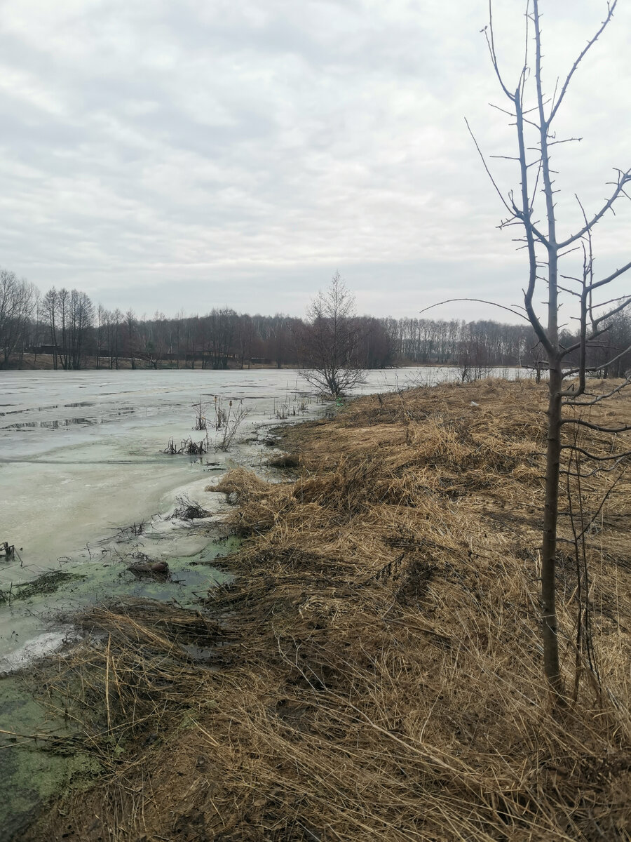 Тот самый пруд, где я "открывал сезон". Так он выглядел 5 апреля