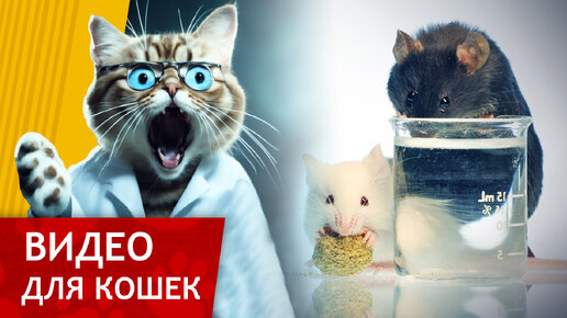 Видео для кошек - Крыски в лаборатории (Развлеки своего кота!)