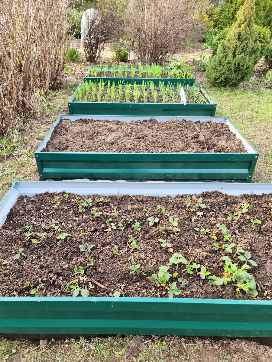 Вид с новыми грядками