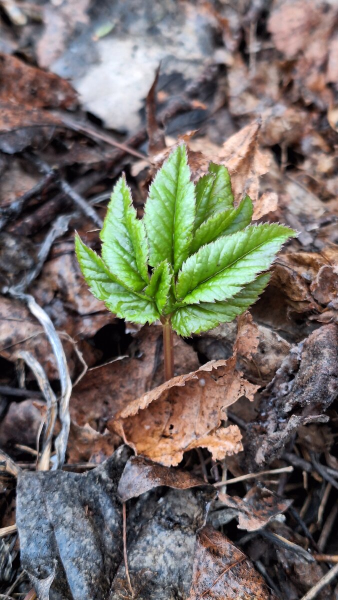 Фото автора. Узнали травку?